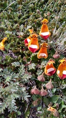 Calceolaria uniflora