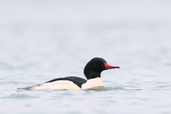 Common Merganser - Photo (c) brian stahls, some rights reserved (CC BY-NC), uploaded by brian stahls