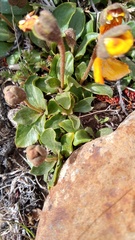 Calceolaria uniflora