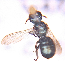 Ceratina dupla