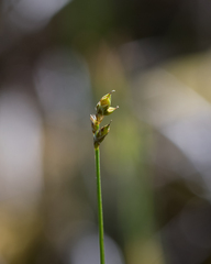 Carex heleonastes
