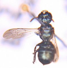 Ceratina dupla