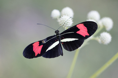 Heliconius erato phyllis