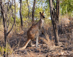 Osphranter antilopinus