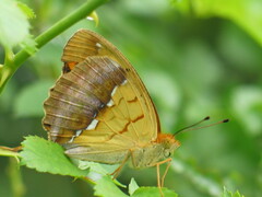 Argynnis laodice