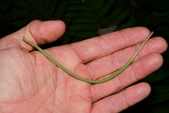 Peperomia obtusifolia