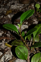 Peperomia obtusifolia