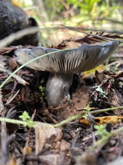 Entoloma medianox
