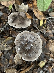 Tricholoma griseoviolaceum