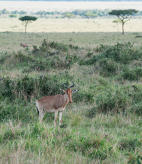 Alcelaphus buselaphus cokii