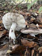 Tricholoma griseoviolaceum