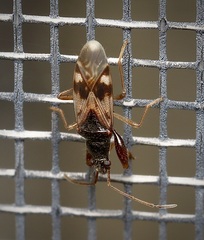 Pseudopamera nitidula