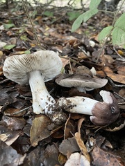Tricholoma griseoviolaceum
