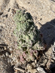 Perityle crassifolia