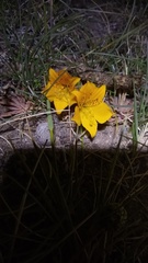 Alstroemeria patagonica