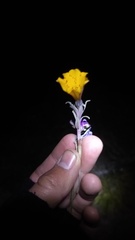 Alstroemeria patagonica