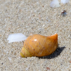 Phasianella australis