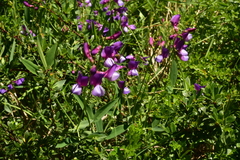 Lathyrus magellanicus