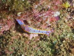 Hypselodoris bennetti