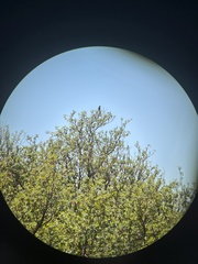 Caprimulgiformes