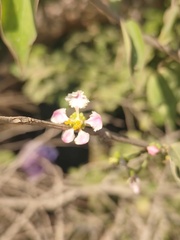 Malpighia glabra