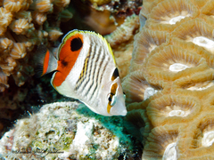 Chaetodon paucifasciatus