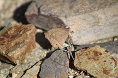 Pindis squamistriga