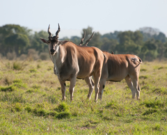Tragelaphus oryx pattersonianus
