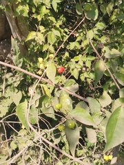 Malpighia glabra