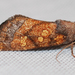 Aster Borer Moth - Photo (c) Larry Clarfeld, some rights reserved (CC BY-NC), uploaded by Larry Clarfeld