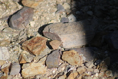 Pindis squamistriga