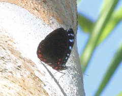 Hamadryas laodamia