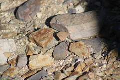 Pindis squamistriga
