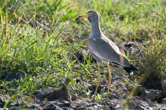 Vanellus senegallus