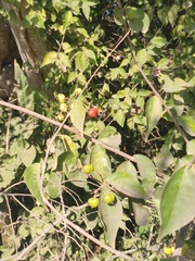 Malpighia glabra