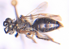 Andrena nasonii