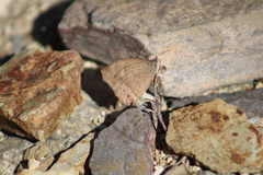 Pindis squamistriga
