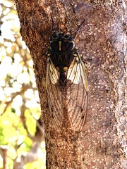 Arunta perulata