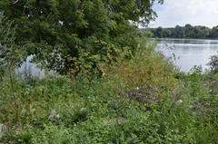 Chaerophyllum prescottii