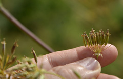 Chaerophyllum prescottii