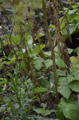 Chaerophyllum prescottii