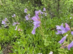 Penstemon fruticosus