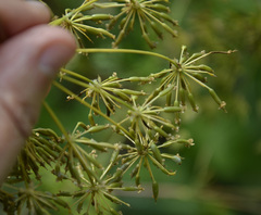 Chaerophyllum prescottii