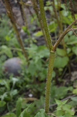 Chaerophyllum prescottii