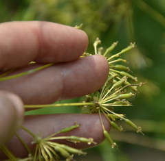 Chaerophyllum prescottii
