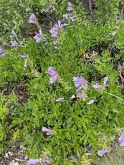 Penstemon fruticosus