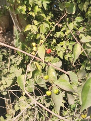 Malpighia glabra