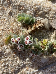 Euphorbia leucophylla