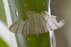 Phrygionis platinata