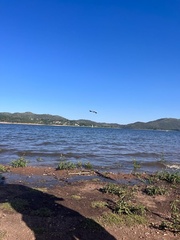 Chroicocephalus maculipennis